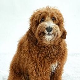 Buddy - Australian Labradoodle