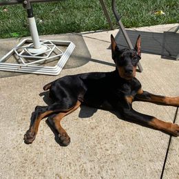 Doberman Pinscher Puppies from KB's Dobermans