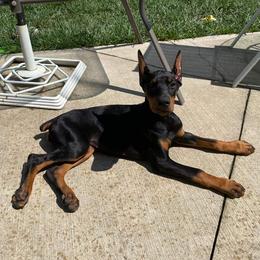 Doberman Pinscher Puppies from KB's Dobermans