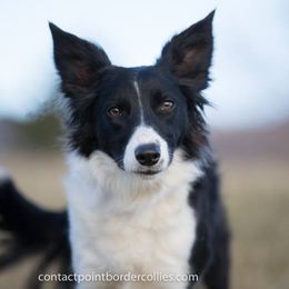 Hiccup - Border Collie