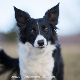 Hiccup - Border Collie
