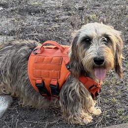 Maple - Dachshund