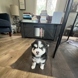 Ethel (I love Lucy theme ) - Black and white female Pomsky puppy in Rathdrum, Idaho from Smart Pomskies and Frenchies