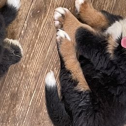 Boy 2 - Bernese Mountain Dog puppy in Manning, South Carolina from D’S Bernese Mountain Dogs