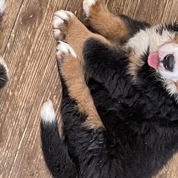Boy 2 - Bernese Mountain Dog puppy in Manning, South Carolina from D’S Bernese Mountain Dogs