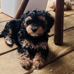 Fendi (Traditional) - Black and gold female Yorkipoo puppy in Duncan, South Carolina from Sonshine Yorkies