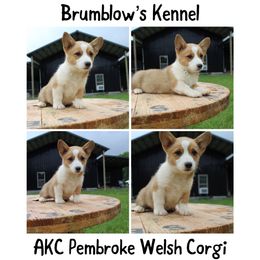 Pembroke Welsh Corgi Puppies from Brumblow’s Kennel