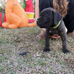 Green - Black brindle male Cane Corso puppy in Opelousas, Louisiana from Azelees Cane Corso