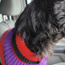 Miniature Schnauzers from Patty Oglesby's Miniature Schnauzers