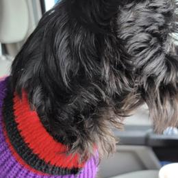Miniature Schnauzers from Patty Oglesby's Miniature Schnauzers