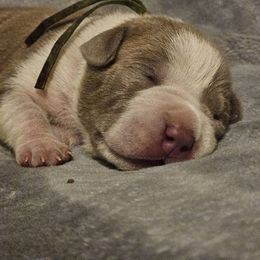Green - Lilac male American Bully puppy in Lexington, Kentucky from Deuce's Den