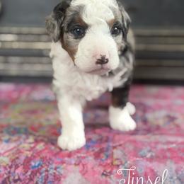Tinsel - Blue merle male Bernedoodle puppy in Henry, Illinois from Rowe Farms Doodles