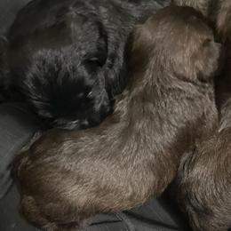 Hope - Liver female Miniature Schnauzer puppy in Commerce, Georgia from The Greys