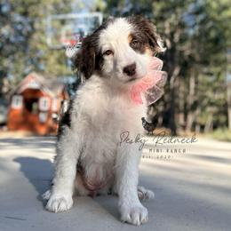 Sundance - Red tri-color female Aussiedoodle puppy in Colorado Springs, Colorado from Pesky Redneck Mini Ranch