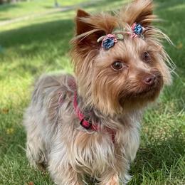 Kinder - Yorkshire Terrier