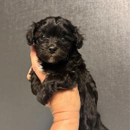 Jet - Black male Maltipoo puppy in Newport Beach, California from Exotic City Pomeranians and chihuahuas