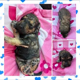 Casanova - Sable male Poodle puppy in Conway, Arkansas from Arkansas River Poodles