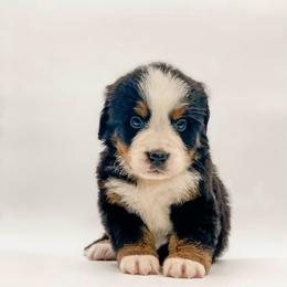 Sage - Black rust and white female Bernese Mountain Dog puppy in Hudson, Indiana from TurkeyCreek-K9