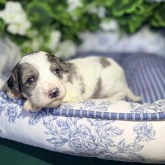 Palmer - female Golden Mountain Doodle puppy in Cocoa, Florida from The Beach Doodles