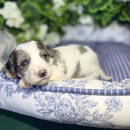 Palmer - female Golden Mountain Doodle puppy in Cocoa, Florida from The Beach Doodles