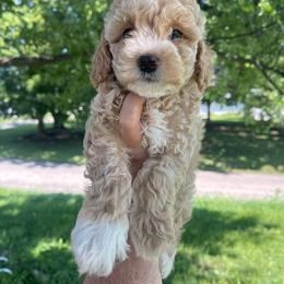 Captain - Cream male Cockapoo puppy in Bedford, Iowa from Our Father’s Doodles