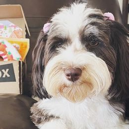Havanese from Appalachian Havanese
