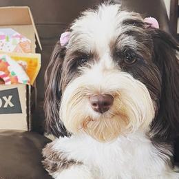 Havanese from Appalachian Havanese