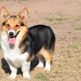 American Corgis, Dalmatians, Miniature American Shepherds, Pembroke Welsh Corgis, and Toy Australian Shepherds from The Wildfire Kennel
