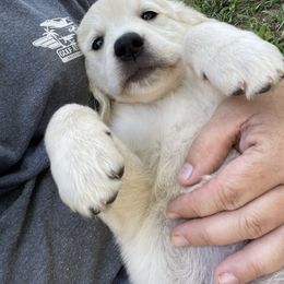 Golden Retriever Puppies from The Gilbert Farms