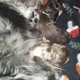 Red tri - Red tri-color female Australian Shepherd puppy in Sioux Falls, Sd Area, South Dakota from Diamond Aussies N the Rough