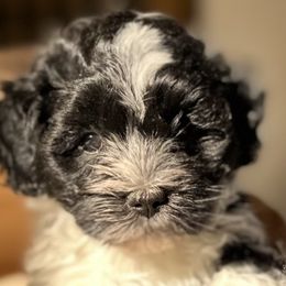 Havanese from Henry’s Havanese