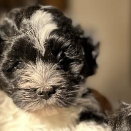 Havanese from Henry’s Havanese