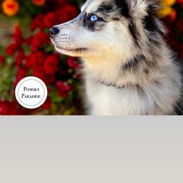 Pomsky Puppies from PomskyParadise