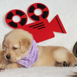 Golden Retriever Puppies from Maywood Goldens