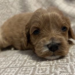 Girl 1 - Apricot female Cavapoo puppy in Milan, Illinois from Poppy Garden Doodles
