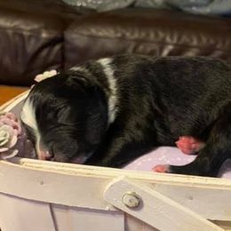 Miniature American Shepherds from LR Farms