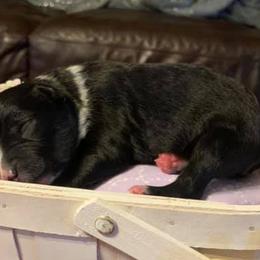 Miniature American Shepherds from LR Farms