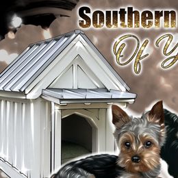 Yorkshire Terriers from Southern House Of Yorkies