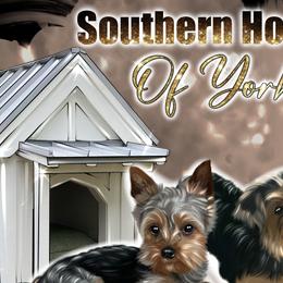 Yorkshire Terriers from Southern House Of Yorkies