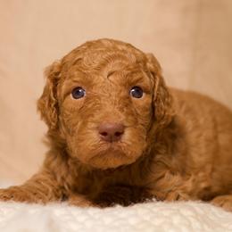 Cherie (Green Collar) - Cream female Goldendoodle puppy in Palmetto Bay, Florida from SOMIDOODLES