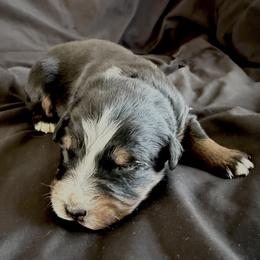 Carol - Black tri-color female Australian Shepherd puppy in Atkinson, Illinois from Diamond Ridge Aussies