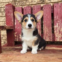 Maisie - Black and tan female Pembroke Welsh Corgi puppy in Anton, Texas from X Bar's Lil Legs of Texas