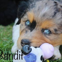 Australian Shepherd Puppies from Tru Blu Aussies