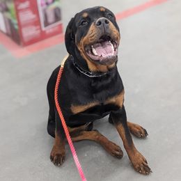 American Bullies and Rottweilers from White's K9 Connection