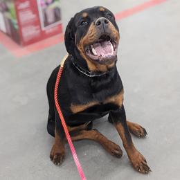 American Bullies and Rottweilers from White's K9 Connection