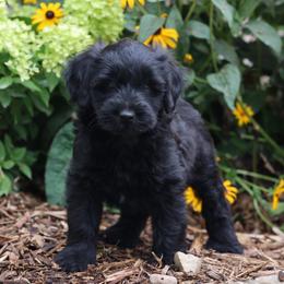 Parker - Black male Whoodle puppy in West Bend, Iowa from Blue Skies Terriers