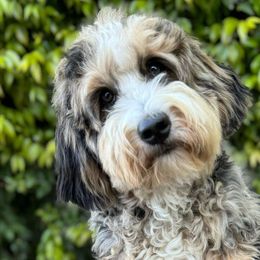 Sweet Pea - Bernedoodle