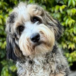Sweet Pea - Bernedoodle