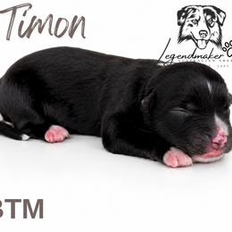 Timon - Black tri male Miniature American Shepherd puppy in Leitchfield, Kentucky from Legendmaker MAS