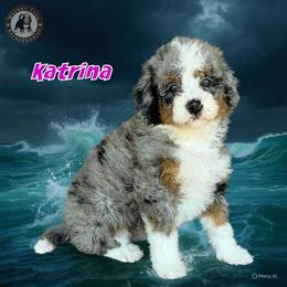 Katrina - Blue merle female Bernedoodle puppy in Banner Elk, North Carolina from Walnut Tree Bernedoodles